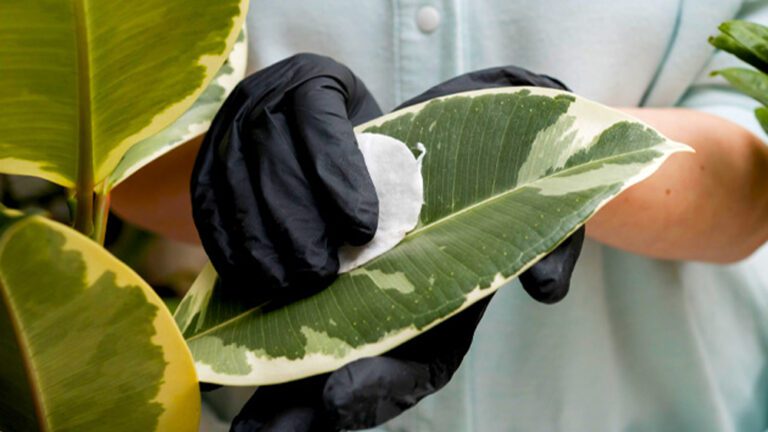 نگهداری گل فیکوس در زمستان