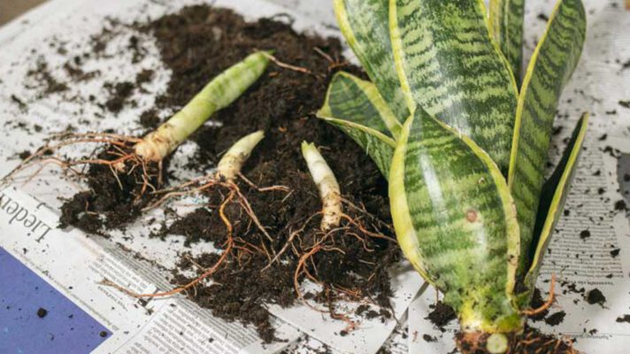 قلمه زدن سانسوریا در زمستان