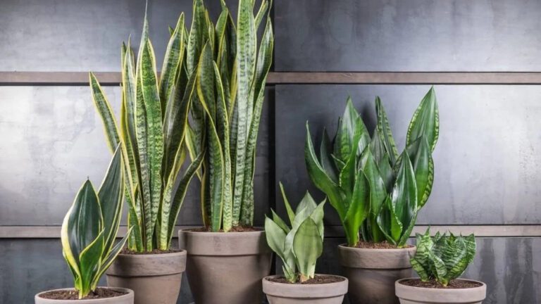 نگهداری سانسوریا در زمستان