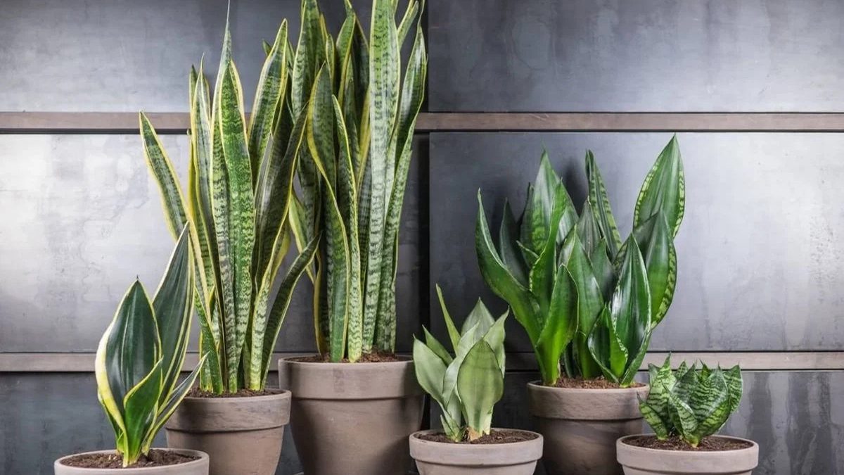 نگهداری سانسوریا در زمستان