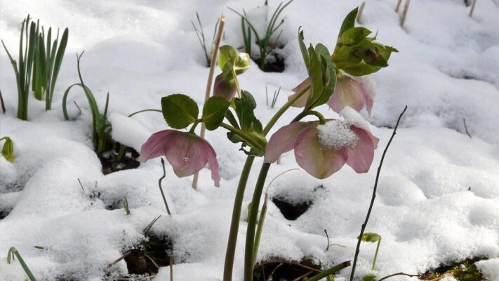 گیاه مناسب فصل زمستان