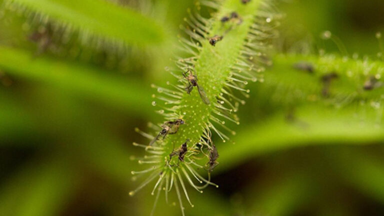 حشره روی گیاه