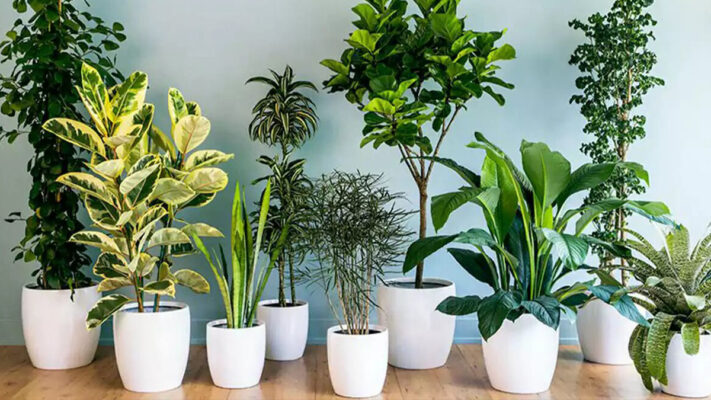 پرفروش ترین گلهای آپارتمانی