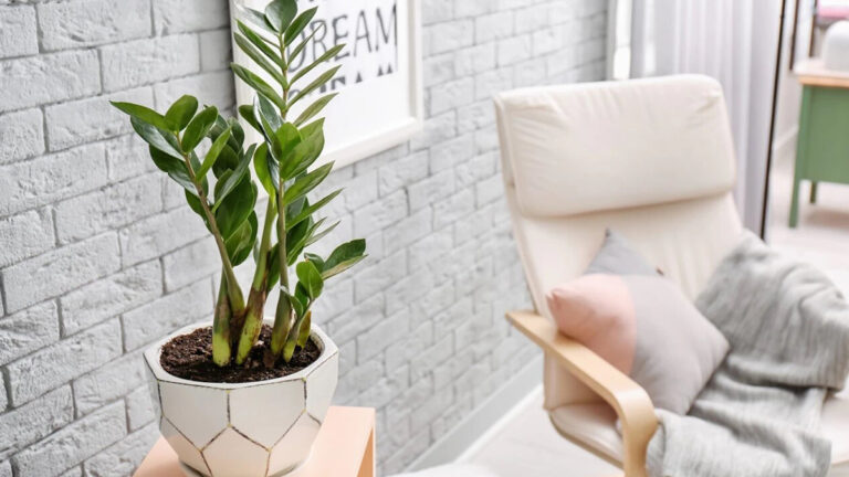 شیر برای گیاه زاموفیلیا