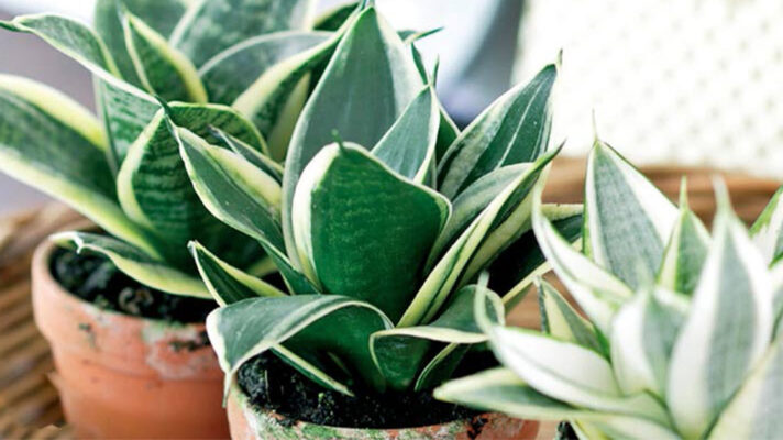 نگهداری سانسوریا پاکوتاه