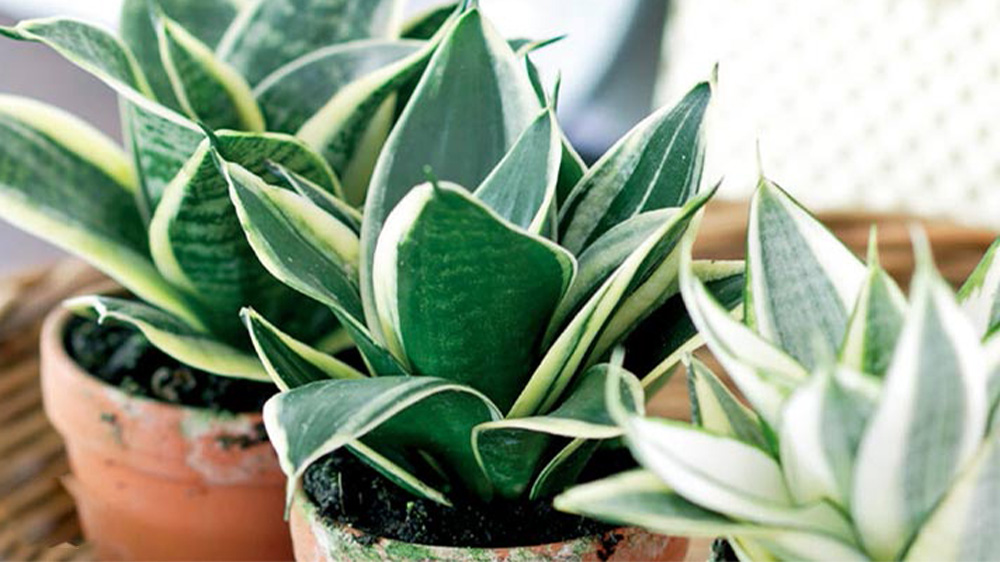 نگهداری سانسوریا پاکوتاه