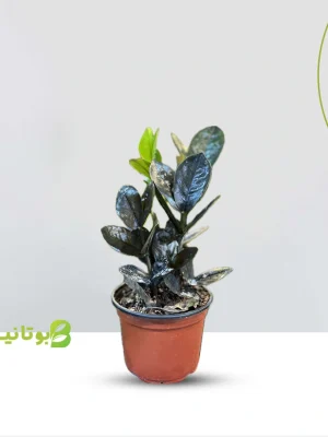 زامیفولیا بلک