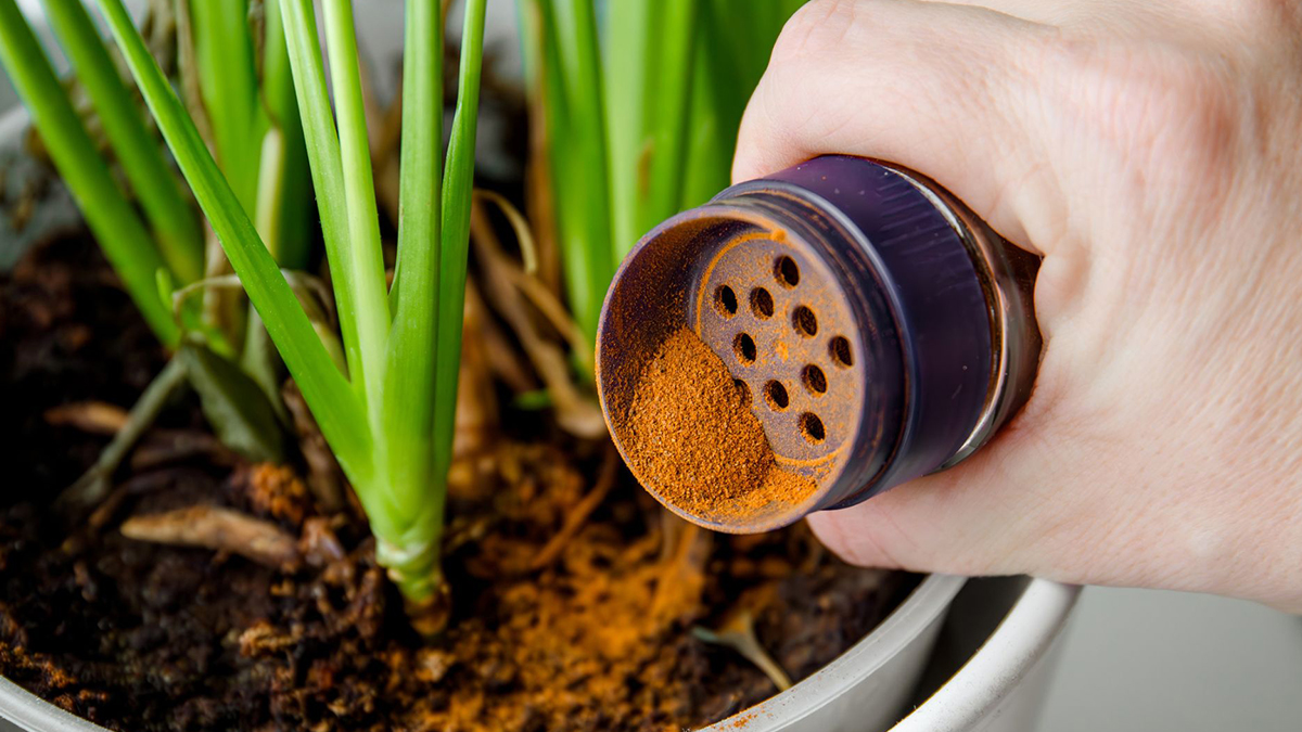 ریختن و استفاده از دارچین برای رشد سانسوریا