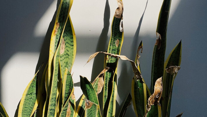 گیاه سانسوریا که خراب شده است